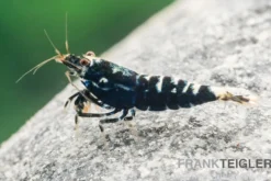 Black Pinto Garnele Mix, Caridina spec. Black Pinto Taiwan Bee