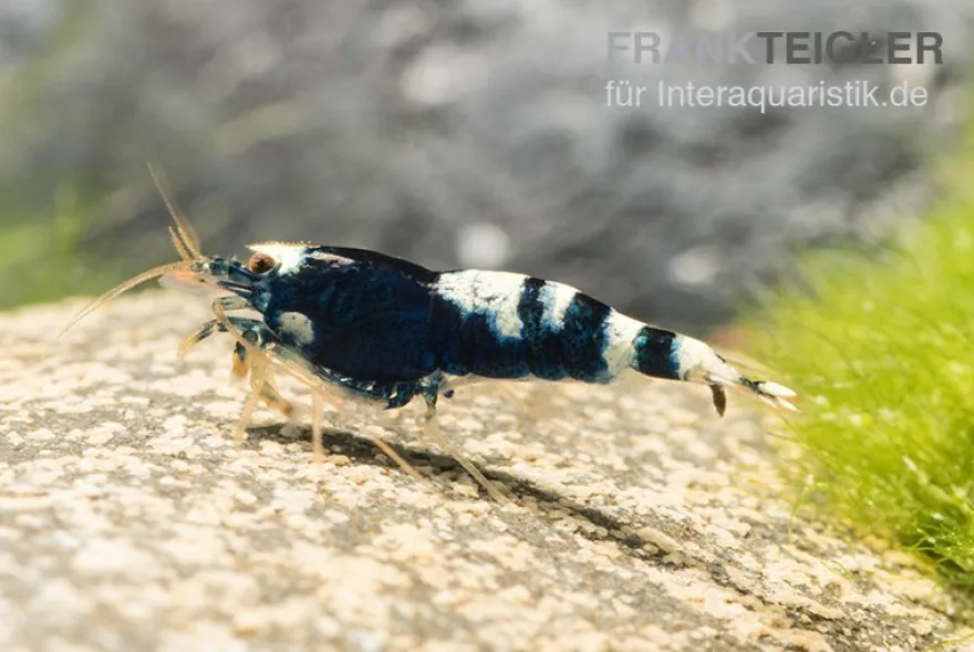 Black Pinto Garnele Mix, Caridina spec. Black Pinto Taiwan Bee