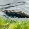 Black Sakura Garnele, Neocaridina davidi