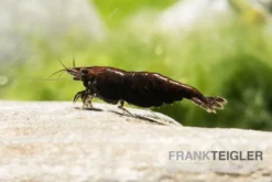 Black Sakura Garnele, Neocaridina davidi