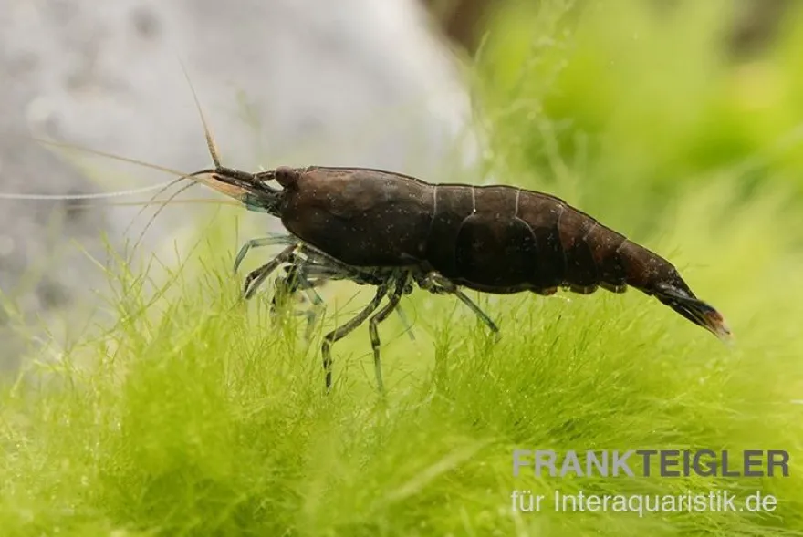 Black Sakura Garnele, Neocaridina davidi
