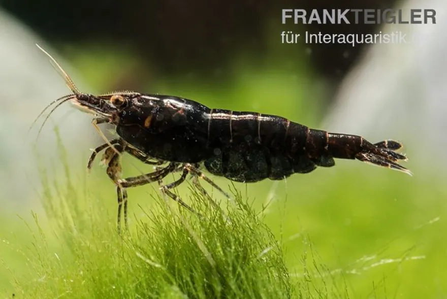 Black Sakura Garnele, Neocaridina davidi