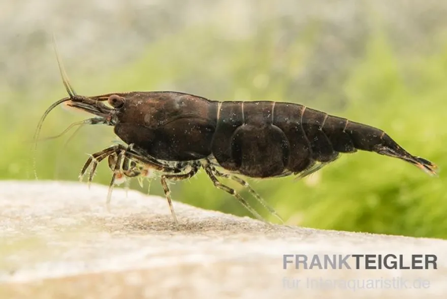 Black Sakura Garnele, Neocaridina davidi