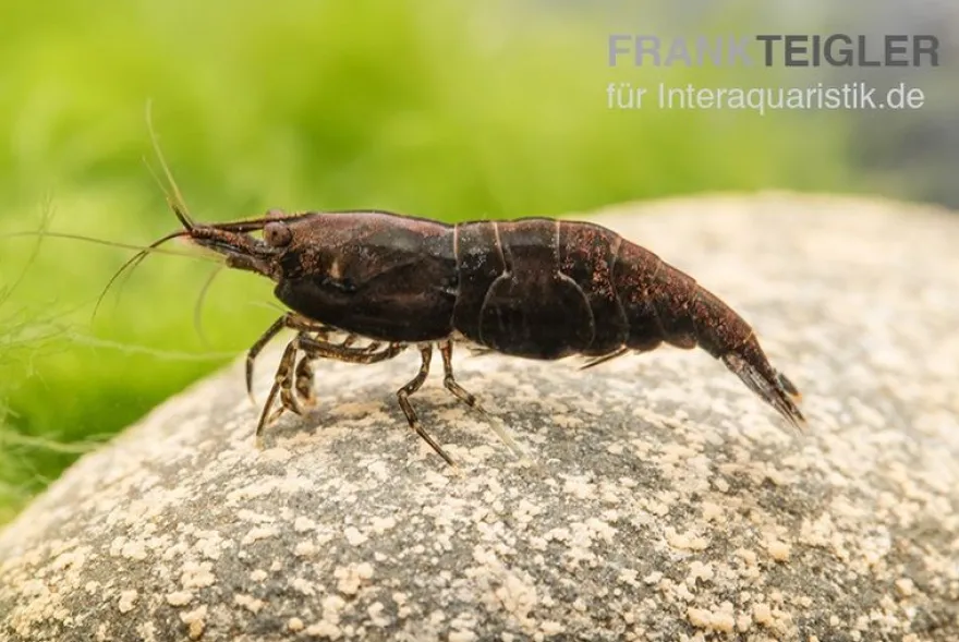Black Sakura Garnele, Neocaridina davidi