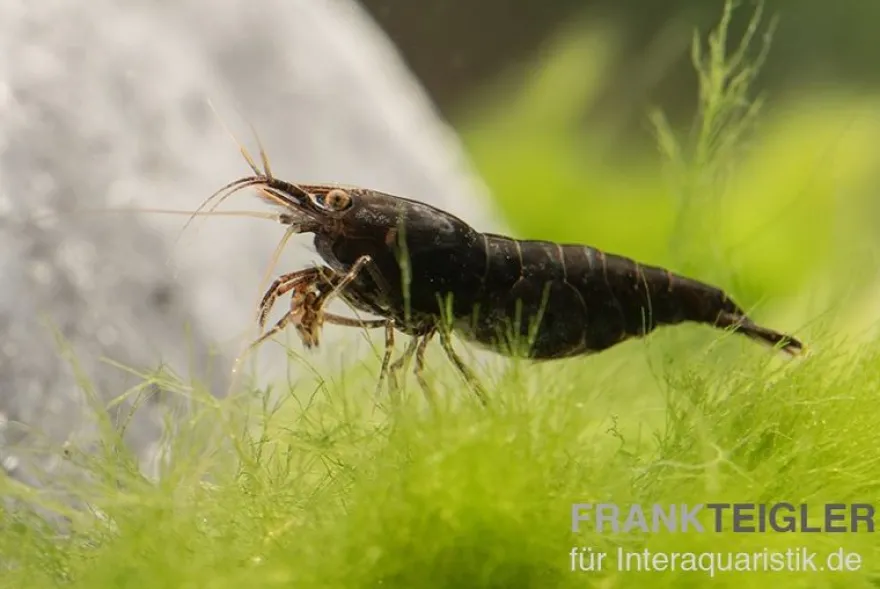 Black Sakura Garnele, Neocaridina davidi