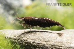 Black Sakura Garnele, Neocaridina davidi