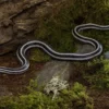 Black-Striped-Kornnatter, Pantherophis guttatus