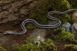 Black-Striped-Kornnatter, Pantherophis guttatus