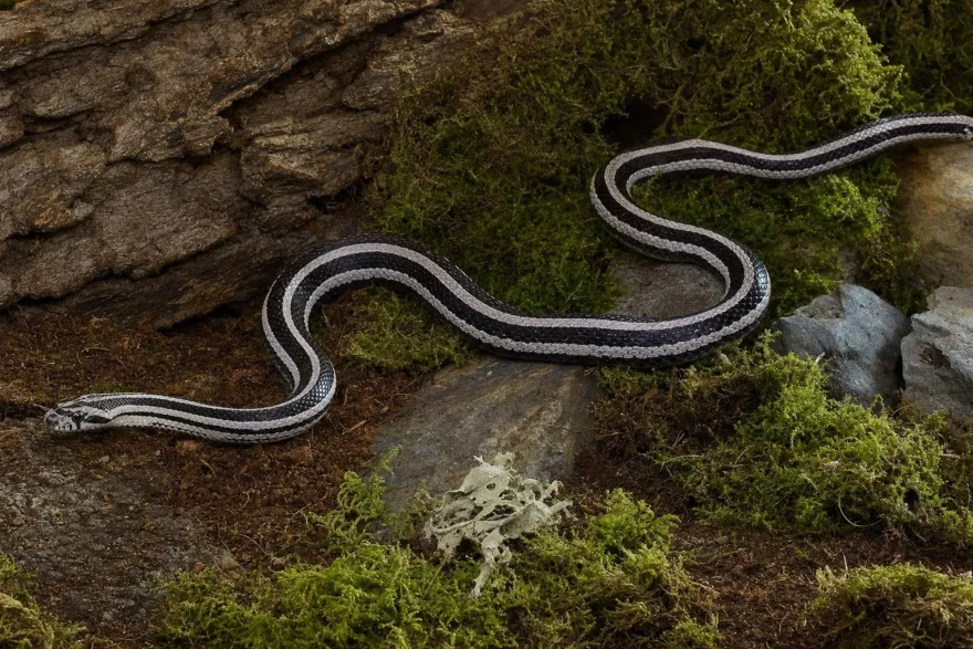 Black-Striped-Kornnatter, Pantherophis guttatus