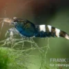 Black Zebra Pinto Garnele, Caridina spec. (Taiwan Bee)