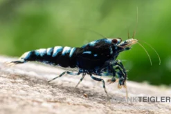 Black Zebra Pinto Garnele, Caridina spec. (Taiwan Bee)