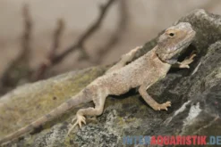 Blasse Wüstenagame, Trapelus pallidus