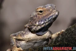 Blasse Wüstenagame, Trapelus pallidus