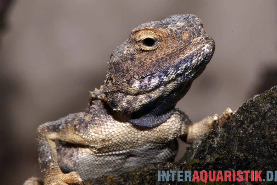 Blasse Wüstenagame, Trapelus pallidus