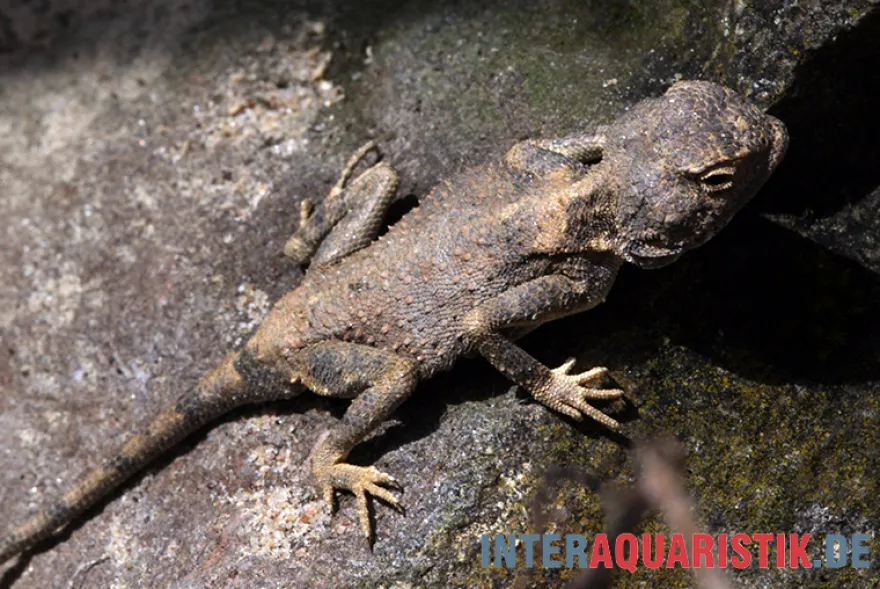 Blasse Wüstenagame, Trapelus pallidus