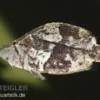 Blattfisch, Monocirrhus polyacanthus, 6-7 cm
