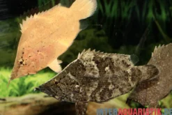 Blattfisch, Monocirrhus polyacanthus, 6-7 cm