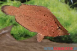 Blattfisch, Monocirrhus polyacanthus, 6-7 cm