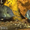 Blauaugen-Buntbarsch, Cryptoheros spilurus