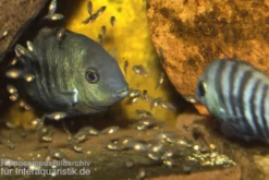 Blauaugen-Buntbarsch, Cryptoheros spilurus