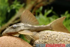 Blauaugen-Cochliodonwels, L137, Cochliodon soniae