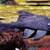 Blauaugen-Harnischwels, Panaque suttoni, 16-20 cm NZ (Panaque suttonorum)