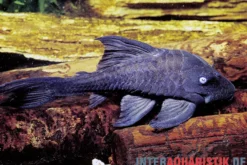 Blauaugen-Harnischwels, Panaque suttoni, 16-20 cm NZ (Panaque suttonorum)