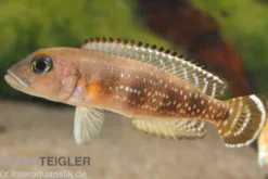 Blauaugen-Schneckenbarsch, Neolamprologus meeli, 3-5 cm