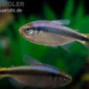 Blaubandsalmler, Hyphessobrycon sp. Blue Ribbon