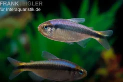 Blaubandsalmler, Hyphessobrycon sp. Blue Ribbon