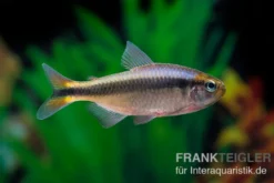 Blaubandsalmler, Hyphessobrycon sp. Blue Ribbon