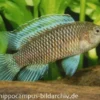 Blaubarsch, Badis badis