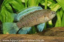 Blaubarsch, Badis badis