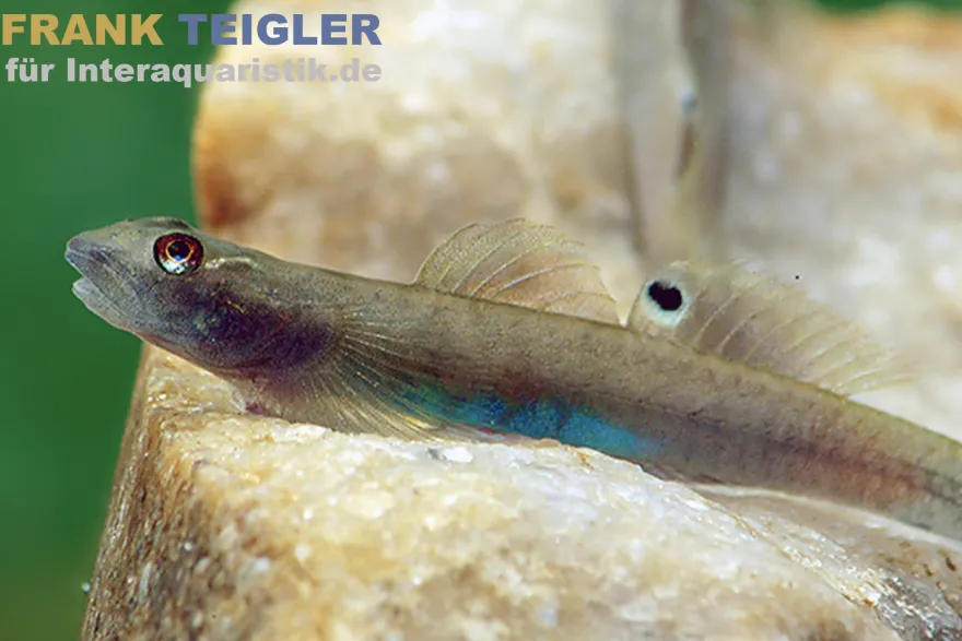 Blaubauch-Neongrundel, Lentipes ikeae