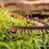 Blaubeiniger Hundertfüßer, Scolopendra cf. valida "Blue Legs Westafrica"