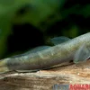 Blaue Algengrundel, Sicyopterus lagocephalus