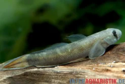 Blaue Algengrundel, Sicyopterus lagocephalus