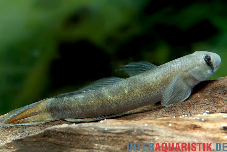Blaue Algengrundel, Sicyopterus lagocephalus