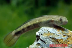 Blaue Algengrundel, Sicyopterus lagocephalus