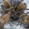 Blaue Jemen-Vogelspinne, Monocentropus balfouri