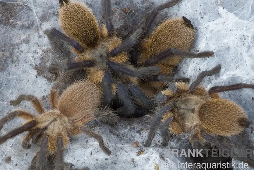 Blaue Jemen-Vogelspinne, Monocentropus balfouri