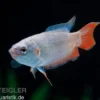 Blaue Makropode, Macropodus opercularis BLUE