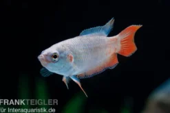 Blaue Makropode, Macropodus opercularis BLUE