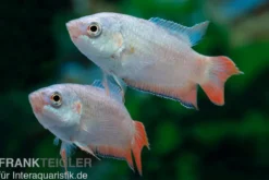 Blaue Makropode, Macropodus opercularis BLUE