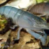Blaue Monsterfächergarnele, Atya gabonensis, Größe S (3-4 cm)