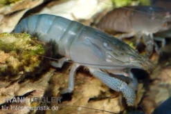 Blaue Monsterfächergarnele, Atya gabonensis, Größe S (3-4 cm)