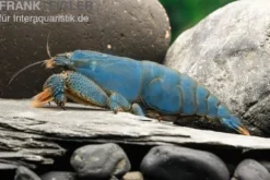 Blaue Monsterfächergarnele, Atya gabonensis, Größe S (3-4 cm)