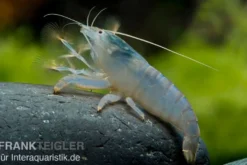 Blaue Monsterfächergarnele, Atya gabonensis, Größe S (3-4 cm)