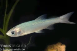 Blaue Orfe XL, Leuciscus idus