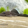 Blauer Antennenwels (echter), Ancistrus dolichopterus L183, 4-6 cm